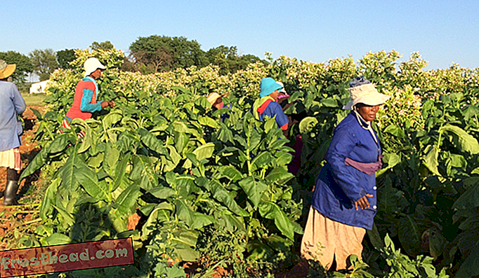 Die hybride Solaris-Tabakpflanze wurde als Energiepflanze entwickelt, die südafrikanische Landwirte anstelle von traditionellem Tabak anbauen können.