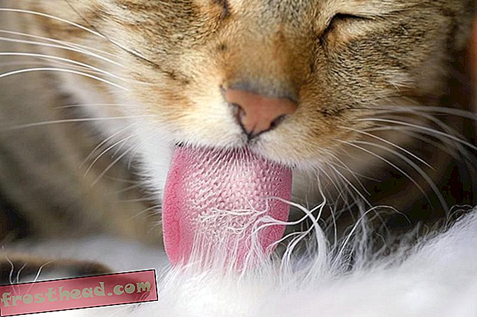 cat tongue.jpg