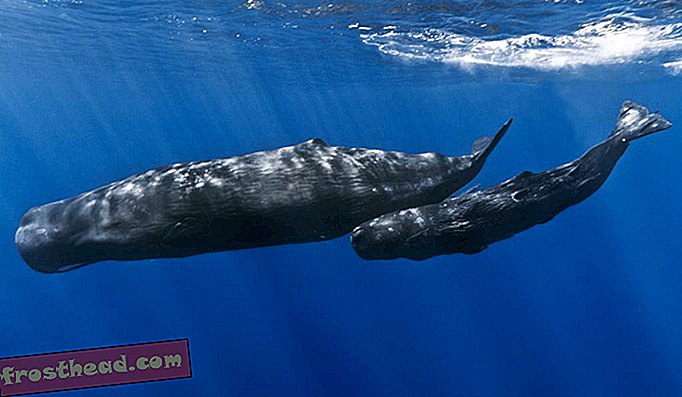 Walaupun kebanyakan urutan gen laut yang dipatenkan berasal dari mikroorganisma, DNA spesies berprofil tinggi tertentu termasuk ikan paus sperma yang terkenal telah dituntut oleh syarikat juga.