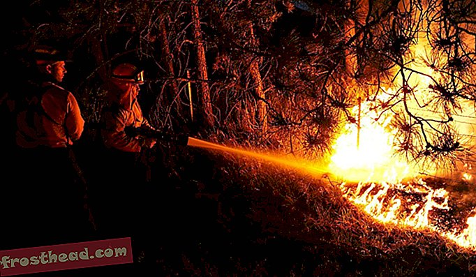 Ali lahko drevesa Cypress pomagajo pri zatiranju divjih požarov?