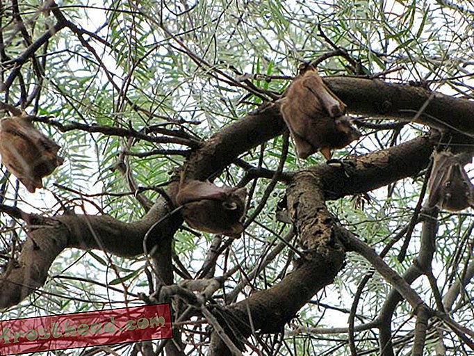 I pipistrelli della frutta spallati di Wahlberg (Epomophorus wahlbergi) posati in Tanzania.