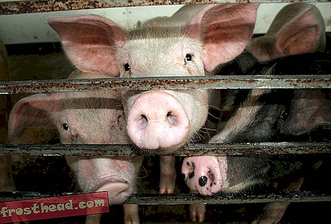 articles, innovation, santé & médecine, science, corps et esprit - Des chercheurs japonais vont-ils cultiver des organes humains à l'intérieur de porcs?