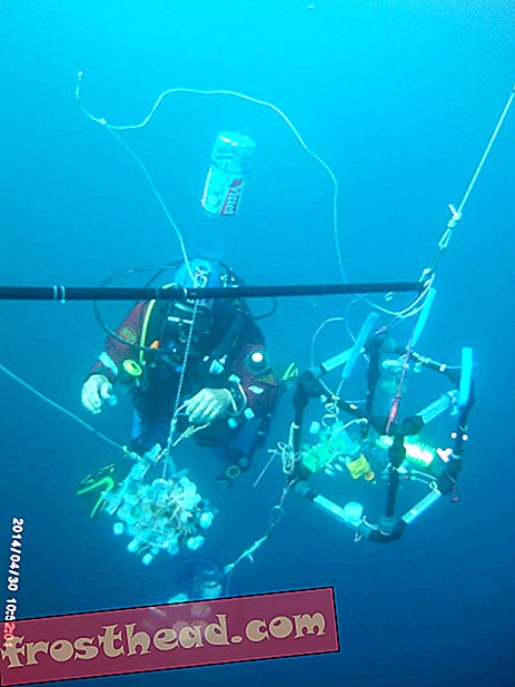 El "salpatrón" permite a los investigadores realizar estudios de alimentación bajo el agua.