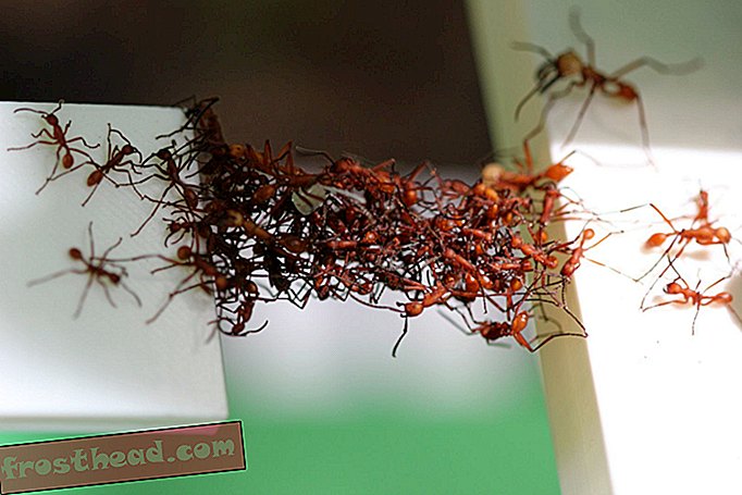 статии, иновации, наука, дивата природа - Армейските мравки действат като алгоритми, за да направят доставките по-ефективни
