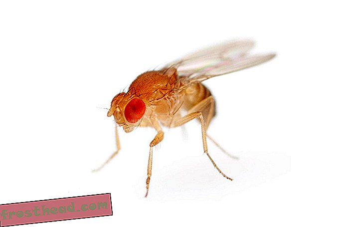 artikel, inovasi, teknologi, sains, margasatwa - Bagaimana Fruit Fly Brains Dapat Meningkatkan Mesin Pencari Kami