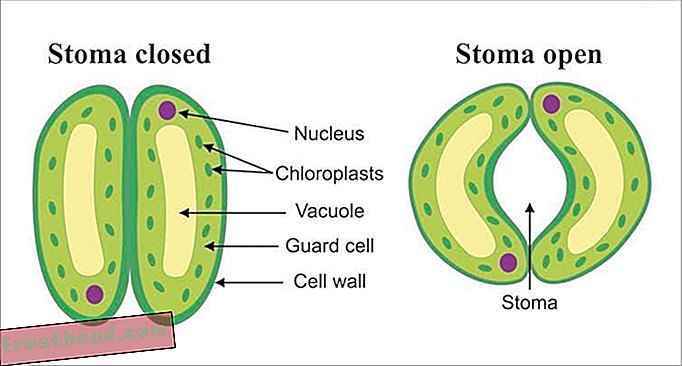 Stomata sind kleine Poren auf der Pflanzenoberfläche, die sich öffnen und schließen können.