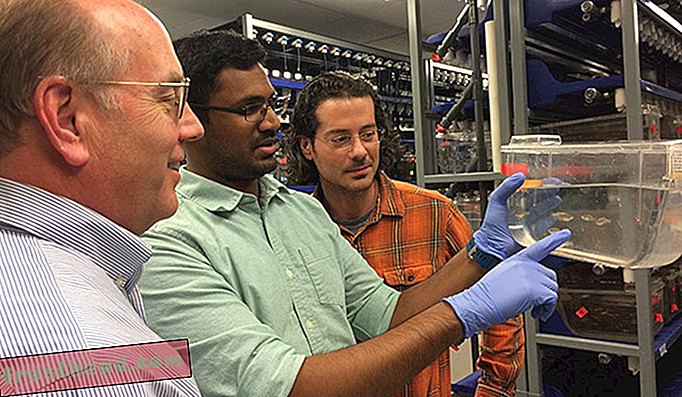 De izquierda a derecha: James Patton, Mahesh Rao y Dominic Didiano en el laboratorio de pez cebra (The Patton Lab / Vanderbilt)