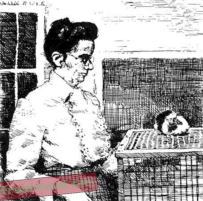 Teaduse hiirte aretamise ajalugu algab naiselt laudas