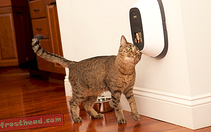 Cet appareil permet aux gens de chat vidéo avec leurs animaux domestiques