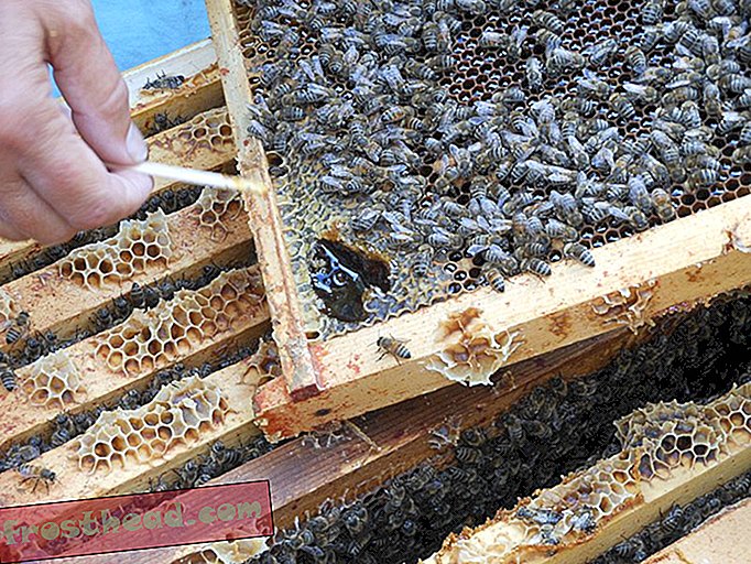 ¿Pueden las abejas monitorear la contaminación?