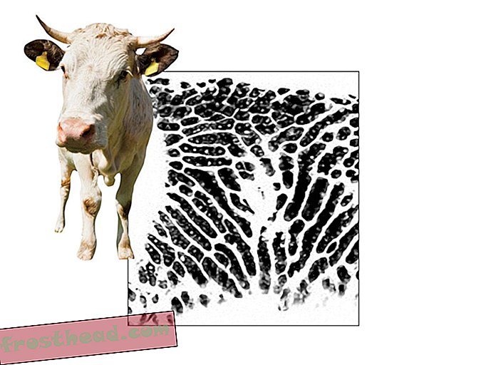 Lehmän nenät