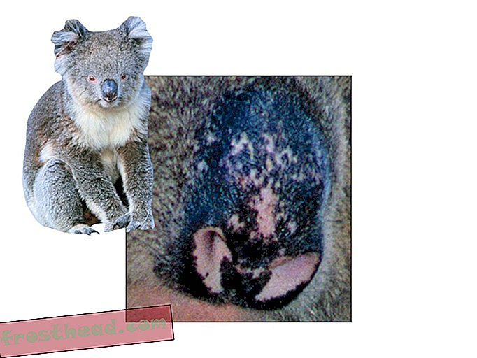 Macchie di Koala