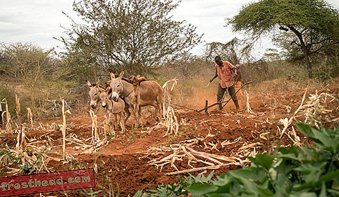 Seorang petani kecil menggunakan keldai untuk membajak ladangnya di Makueni County, Kenya, Afrika Timur.