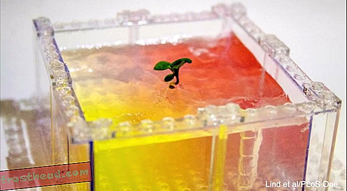 articles, innovation, science - Comment Legos pourrait changer ce que nous savons sur les plantes