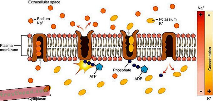 Una sezione trasversale di una membrana cellulare