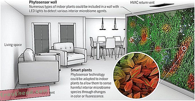 Voisiko huonekasveja pitää välilehtiä kotisi terveydestä?