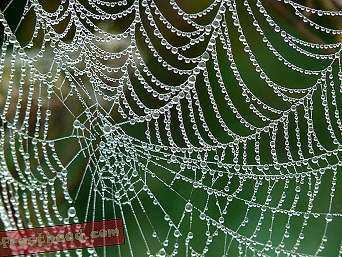 Nueva seda de araña artificial: más fuerte que el acero y 98 por ciento de agua