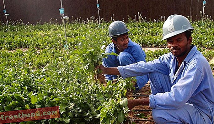 Trabajadores de las instalaciones piloto del Proyecto Forestal Sahara en Qatar.