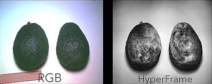 HyperCam-авокадо-1.jpg