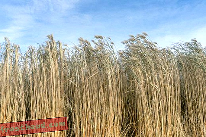 Carrizo-Cane-Giant-Reed-Biofuel-519x346.jpg