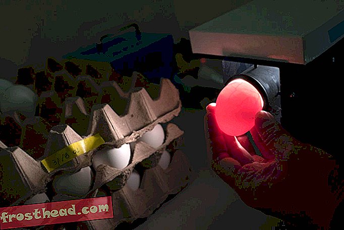 ביצים במעבדה של גואן מגדלות דגימות וירוסים לצורך ניתוח.