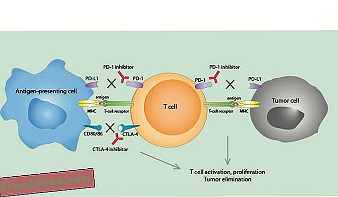 Les anticorps qui bloquent la PD-1 et la CTLA-4, appelés inhibiteurs du point de contrôle immunitaire, sont utilisés en immunothérapie du cancer pour bloquer les signaux des cellules tumorales et d'autres cellules régulatrices. Cela active le système immunitaire et conduit à une augmentation des cellules T qui tuent ensuite les cellules tumorales.