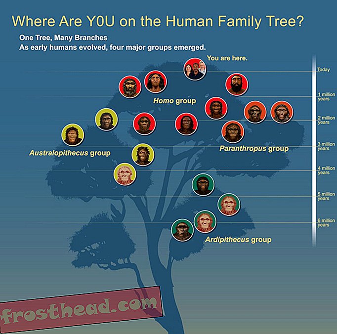 Árbol genealógico humano