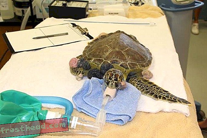 Remi se priprema za operaciju uklanjanja tumora na bolnici Whitney Sea Turtle Sveučilišta na Floridi.