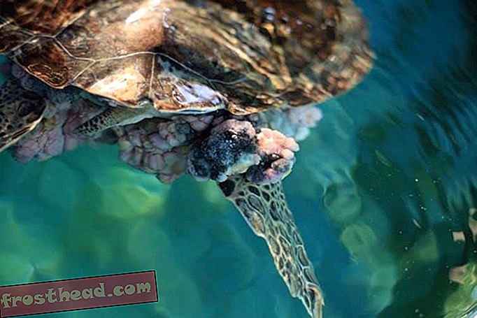 Крупная опухолевая масса при фибропапилломатозе у юной зеленой морской черепахи.