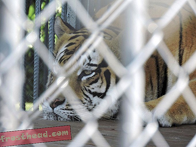 članki, revija, znanost, divjad - Amerika ima problem s tigrom in nihče ni prepričan, kako ga rešiti
