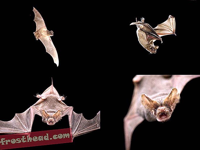 Estes morcegos usam sonar para atolar os sinais de seus rivais