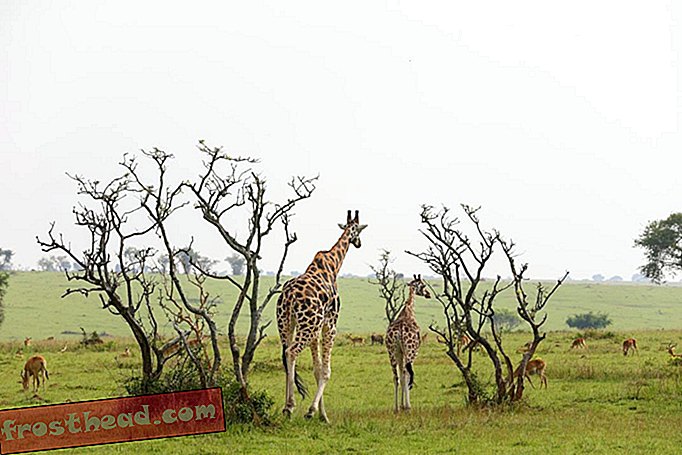 Žirafa muže Rothschilda