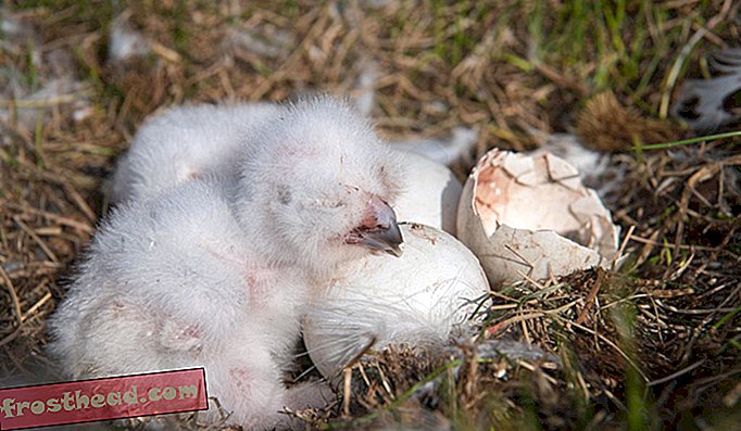 Un poussin de 3 jours repose son bec sur un œuf de frère non encore éclos.