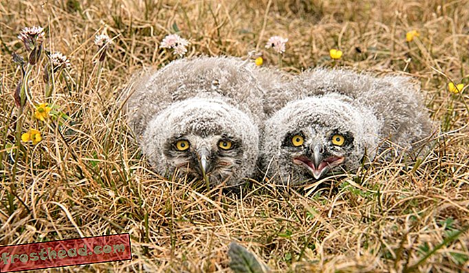Les frères et sœurs de Harfang des neiges sont immobiles dans l'herbe de la toundra et ne bougent pas, espérant échapper à la détection des prédateurs.
