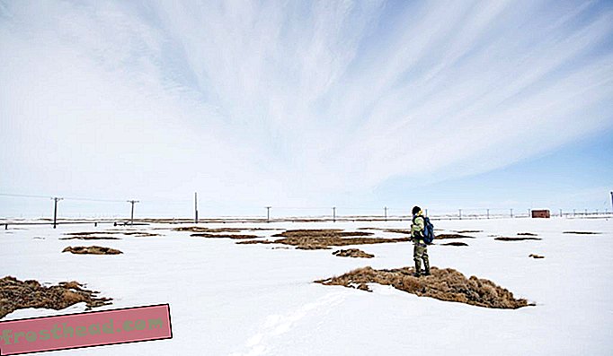 Denver Holt, Gründer und Präsident des gemeinnützigen Owl Research Institute, untersucht die arktische Tundra auf Anzeichen von Schneeeulennestern.