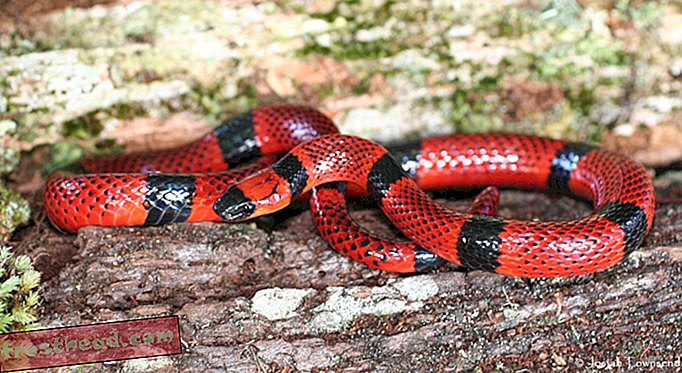 articles, magazine, science, faune - Décoder le secret mortel du venin de serpent