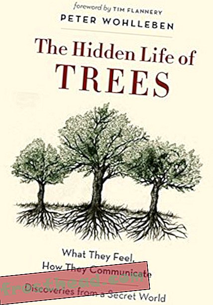 Preview thumbnail for 'The Hidden Life of Trees: What They Feel, How They Communicate―Discoveries from a Secret World