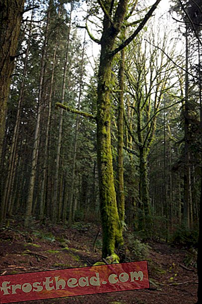 Las redes forestales alimentan los sistemas de lluvia