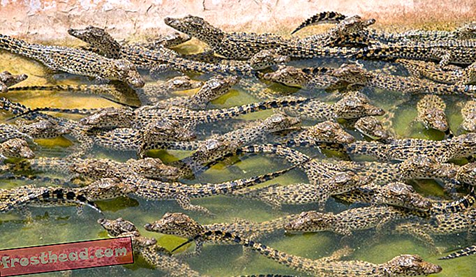 Eine neue Generation von kubanischen Krokodilen hängt in der Zuchtanlage. Obwohl der Biologe Etiam Pérez-Fleitas dafür bekannt ist, dass er Finger, Nasen, Hintern und andere empfindliche Körperteile einklemmt, sind kubanische Krokodile keine ernsthaften Bedrohungen für den Menschen. Nur ein tödlicher kubanischer Krokodilangriff auf eine Person wurde in der internationalen Datenbank CrocBITE registriert.
