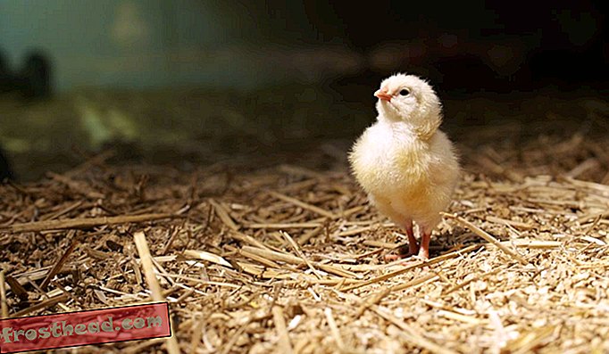 जर्मनी में एक युवा चिकन आनुवंशिक रूप से संशोधित जीव का एक आराध्य उदाहरण है।