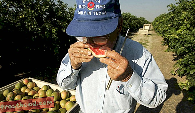 Een citrusboer bijt in een rode Rio-grapefruit op een boerderij in Texas.