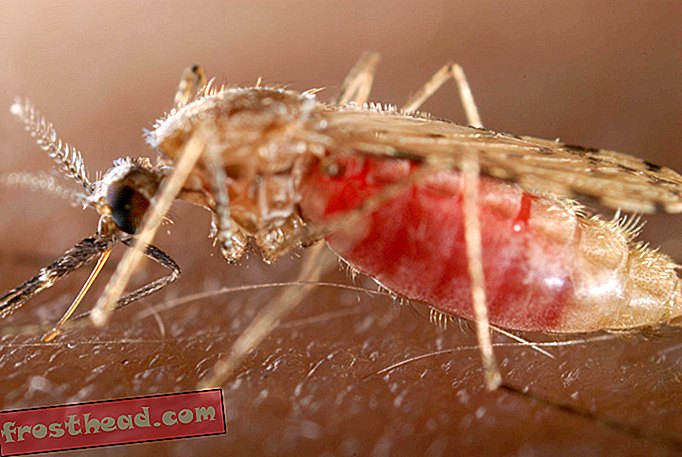 Комарите могат да носят и доставят двойна доза от малария
