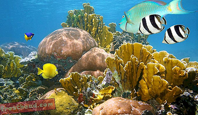 Können wir Sonnenschutzmittel herstellen, die sowohl Menschen als auch Korallenriffe schützen?
