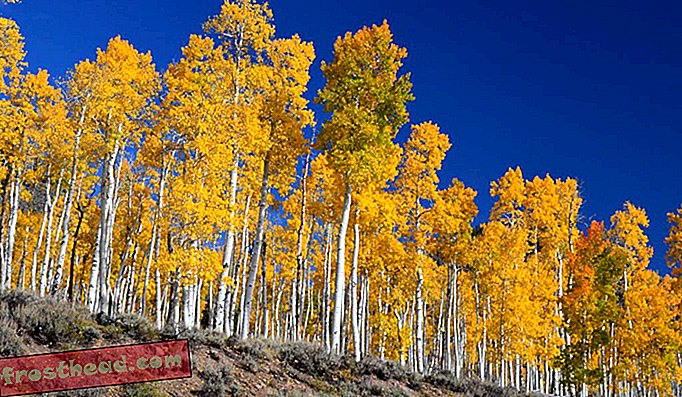 Hutan aspen yang bergetar di Utah ini adalah salah satu organisme hidup terbesar di dunia.