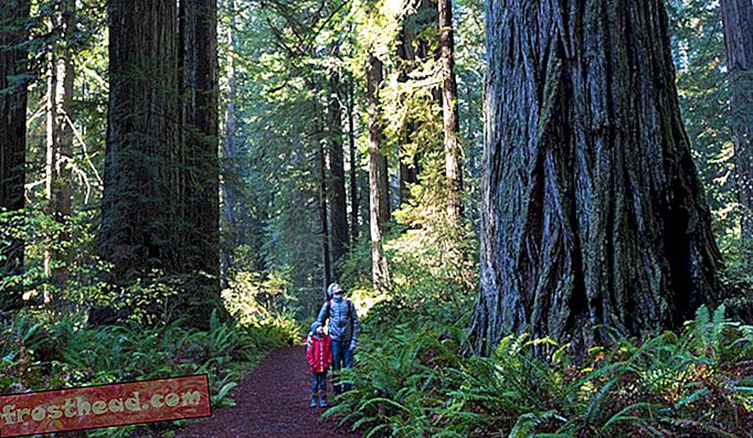 Hutan Nasional Redwood.