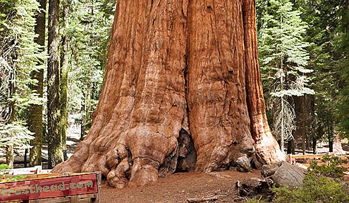 Jenderal Sherman, Sequoia Tree