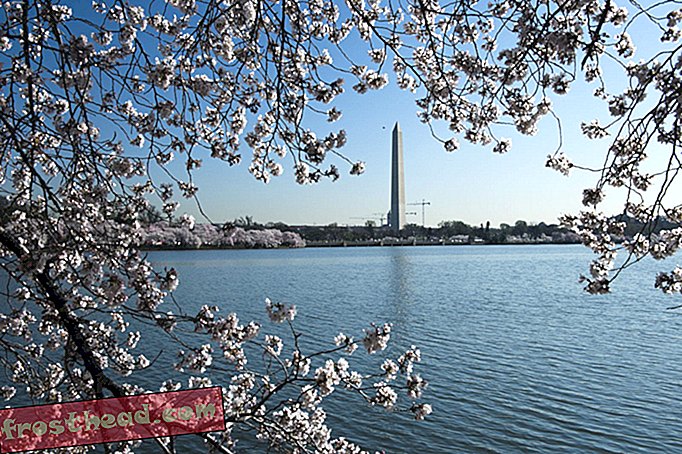 članki, fotografije, potovanja, nas in Kanada - Fotografije: Cherry Blossoms Bloom v Washingtonu, DC