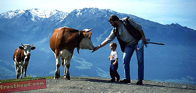 La «culture de la vache» de l'Oberland bernois en Suisse
