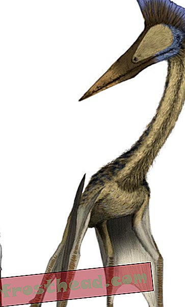 artikelen, wetenschap, dinosaurussen - Toen Pterosaurs de aarde besluipde