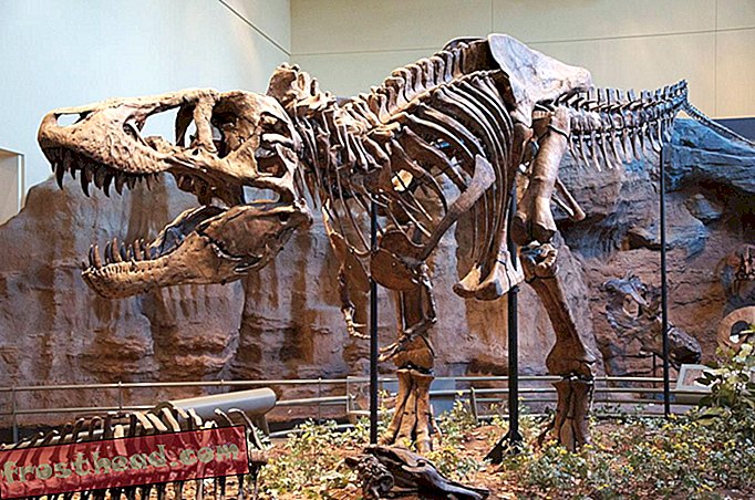 статии, наука, динозаври - Копае за злато на динозавър